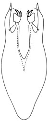 carcharus